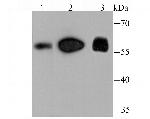 FTO Antibody in Western Blot (WB)