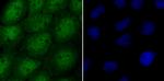 USP13 Antibody in Immunocytochemistry (ICC/IF)