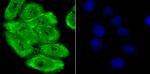 PSMA1 Antibody in Immunocytochemistry (ICC/IF)