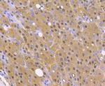 PSMA1 Antibody in Immunohistochemistry (Paraffin) (IHC (P))