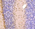 PSMA1 Antibody in Immunohistochemistry (Paraffin) (IHC (P))