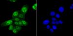 SAMHD1 Antibody in Immunocytochemistry (ICC/IF)