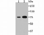 TGM2 Antibody in Western Blot (WB)