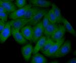 Staufen Antibody in Immunocytochemistry (ICC/IF)