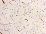 KIDINS220 Antibody in Immunohistochemistry (Paraffin) (IHC (P))