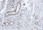 PP1 beta Antibody in Immunohistochemistry (Paraffin) (IHC (P))