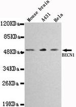 Beclin 1 Antibody in Western Blot (WB)