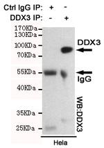 DDX3 Antibody in Immunoprecipitation (IP)