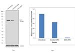 DDX3 Antibody