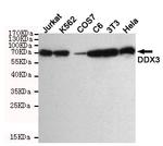 DDX3 Antibody in Western Blot (WB)