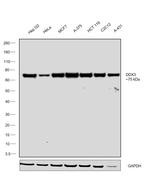 DDX3 Antibody in Western Blot (WB)