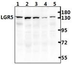 LGR5 Antibody in Western Blot (WB)