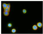 LGR5 Antibody in Immunocytochemistry (ICC/IF)