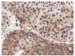 LGR5 Antibody in Immunohistochemistry (Paraffin) (IHC (P))