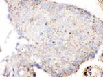 Cathepsin D Antibody in Immunohistochemistry (Paraffin) (IHC (P))