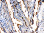 Actin Antibody in Immunohistochemistry (Frozen) (IHC (F))