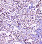 Adenosine Deaminase Antibody in Immunohistochemistry (Paraffin) (IHC (P))