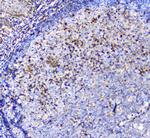 Adenosine Deaminase Antibody in Immunohistochemistry (Paraffin) (IHC (P))