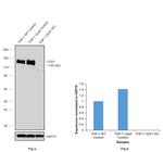 CD31 Antibody in Western Blot (WB)