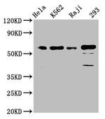 Cdc25C Antibody in Western Blot (WB)