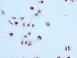 H3K56ac Antibody in Immunocytochemistry (ICC/IF)