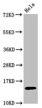 H3K56ac Antibody in Western Blot (WB)