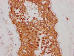 HSP90 alpha Antibody in Immunohistochemistry (Paraffin) (IHC (P))