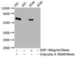 Phospho-AMPK alpha-2 (Thr172) Antibody in Western Blot (WB)