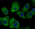 Uteroglobin Antibody in Immunocytochemistry (ICC/IF)