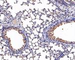 Uteroglobin Antibody in Immunohistochemistry (Paraffin) (IHC (P))