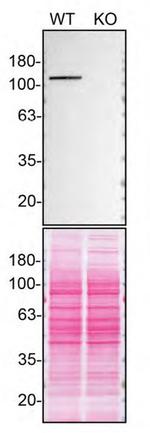 MATR3 Antibody