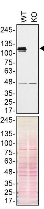 MATR3 Antibody in Western Blot (WB)