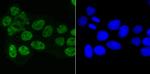 MATR3 Antibody in Immunocytochemistry (ICC/IF)