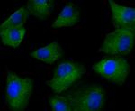 GABRA5 Antibody in Immunocytochemistry (ICC/IF)