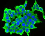 GABRA5 Antibody in Immunocytochemistry (ICC/IF)