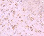 GABRA5 Antibody in Immunohistochemistry (Paraffin) (IHC (P))