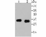 Mast Cell Chymase Antibody in Western Blot (WB)