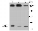 JAB1 Antibody in Western Blot (WB)