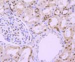 Phospho-alpha Synuclein (Ser129) Antibody in Immunohistochemistry (Paraffin) (IHC (P))