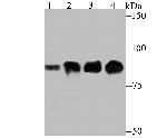 Gelsolin Antibody in Western Blot (WB)