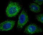 KDEL Antibody in Immunocytochemistry (ICC/IF)