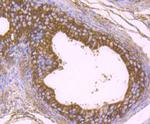 KDEL Antibody in Immunohistochemistry (Paraffin) (IHC (P))