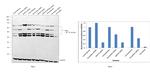 KDEL Antibody