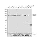 Gephyrin Antibody in Western Blot (WB)