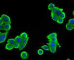 SULT2A1 Antibody in Immunocytochemistry (ICC/IF)