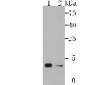 VAMP3 Antibody in Western Blot (WB)