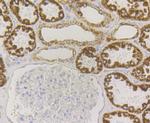 P2Y6 Antibody in Immunohistochemistry (Paraffin) (IHC (P))