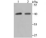 P2Y6 Antibody in Western Blot (WB)