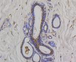 OS9 Antibody in Immunohistochemistry (Paraffin) (IHC (P))