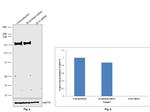 GLI3 Antibody in Western Blot (WB)